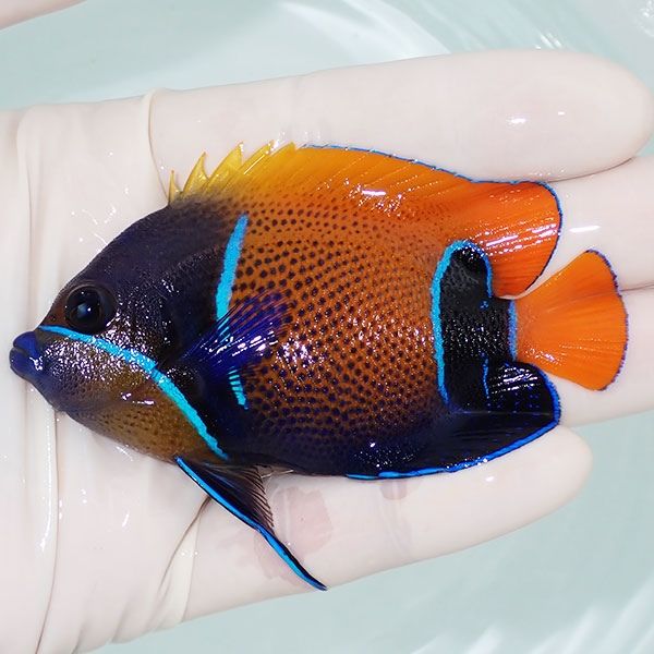 【現物2】イナズマヤッコ 8.5cm± !海水魚 ヤッコ 15時までのご注文で当...