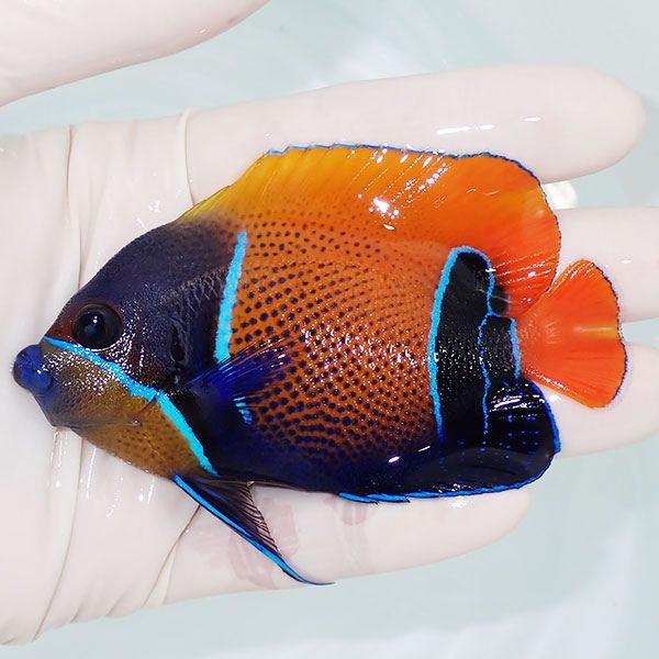 【現物3】イナズマヤッコ 9cm±! 海水魚 ヤッコ 15時までのご注文で当日...