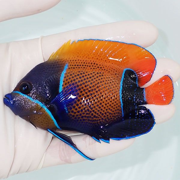 【現物4】イナズマヤッコ 9.5cm± ! 海水魚 ヤッコ 15時までのご注文で当...