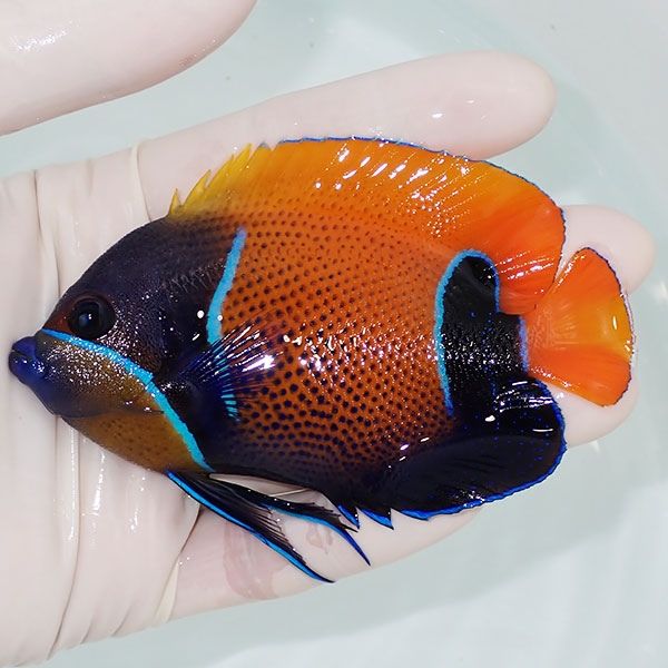 【現物6】イナズマヤッコ 10cm± ! 海水魚 ヤッコ 15時までのご注文で当...