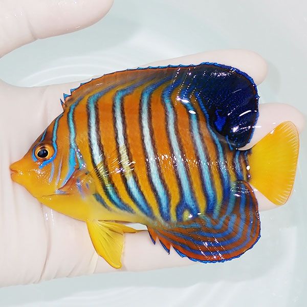 【現物22】インドニシキヤッコ 11.5cm±! 海水魚 ヤッコ 15時までのご注...