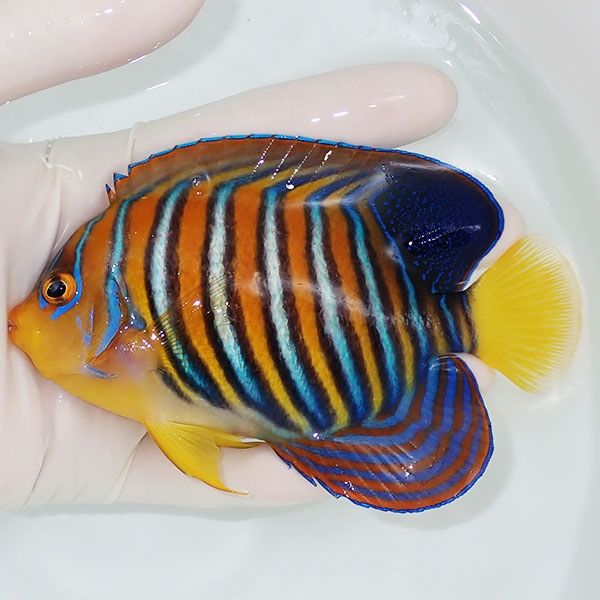 【現物23】インドニシキヤッコ 12cm±! 海水魚 ヤッコ 15時までのご注文...