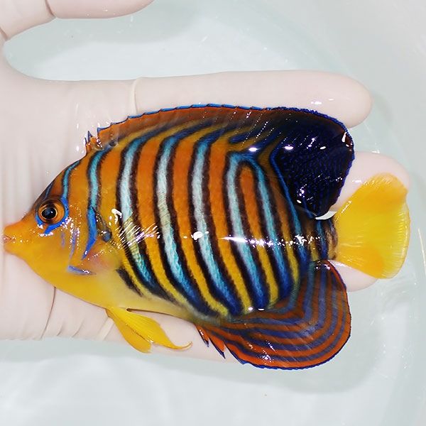 【現物24】インドニシキヤッコ 12cm±! 海水魚 ヤッコ 15時までのご注文...