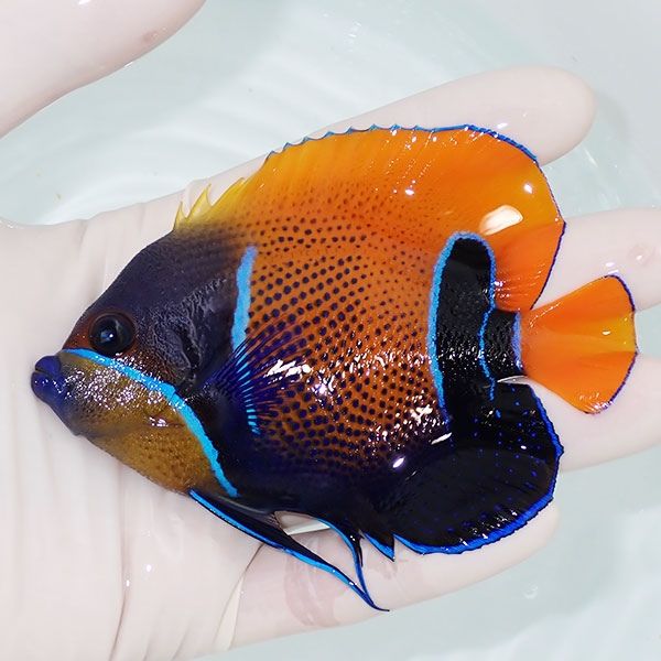 【現物7】イナズマヤッコ 10cm± ! 海水魚 ヤッコ 15時までのご注文で当...