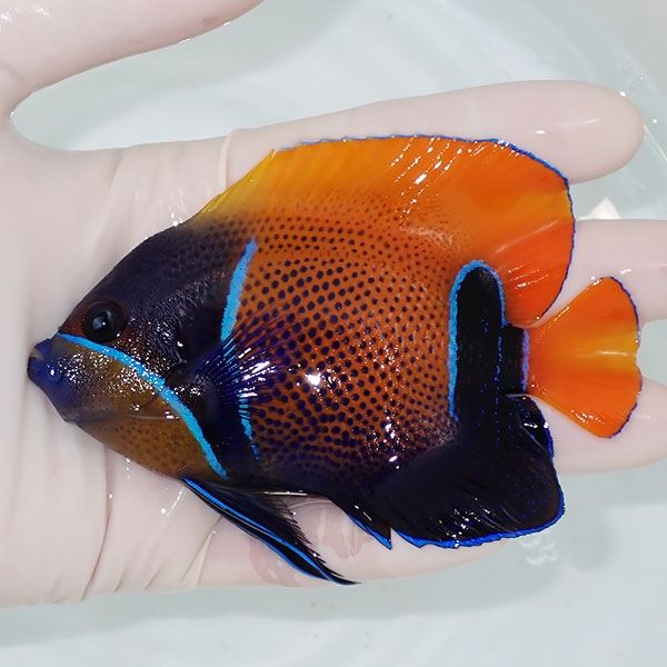 【現物8】イナズマヤッコ 10.5cm± ! 海水魚 ヤッコ 15時までのご注文で...