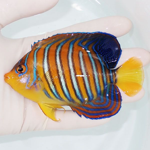 【現物25】インドニシキヤッコ 11cm±! 海水魚 ヤッコ 15時までのご注文...