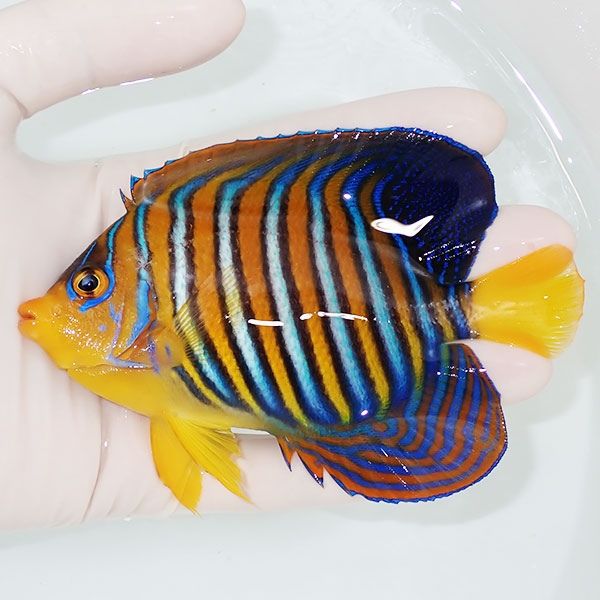 【現物26】インドニシキヤッコ 12.5cm±! 海水魚 ヤッコ 15時までのご注...