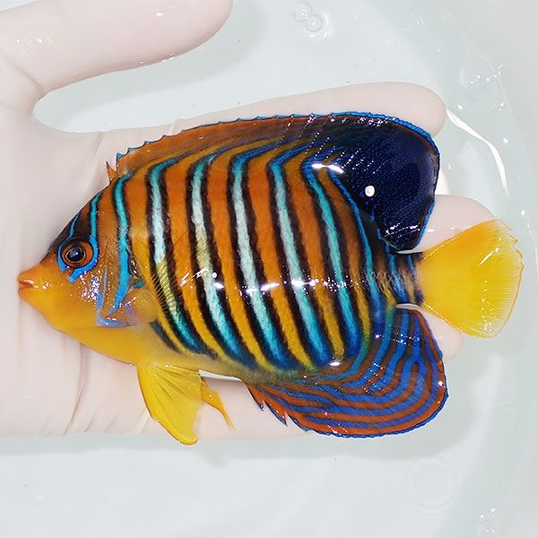 【現物27】インドニシキヤッコ 13cm±! 海水魚 ヤッコ 15時までのご注文...