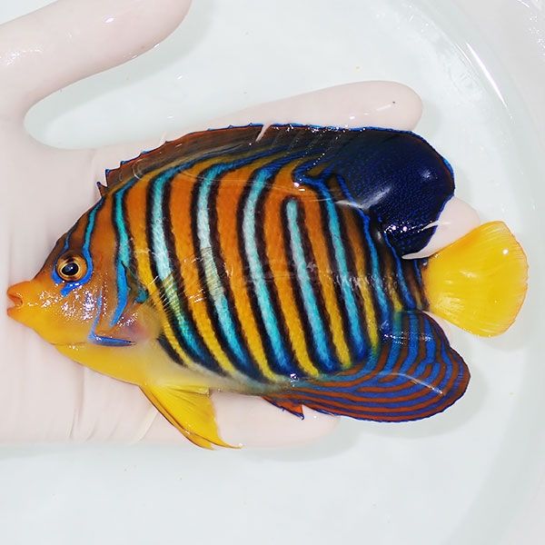 【現物28】インドニシキヤッコ 14cm±! 海水魚 ヤッコ 15時までのご注文...