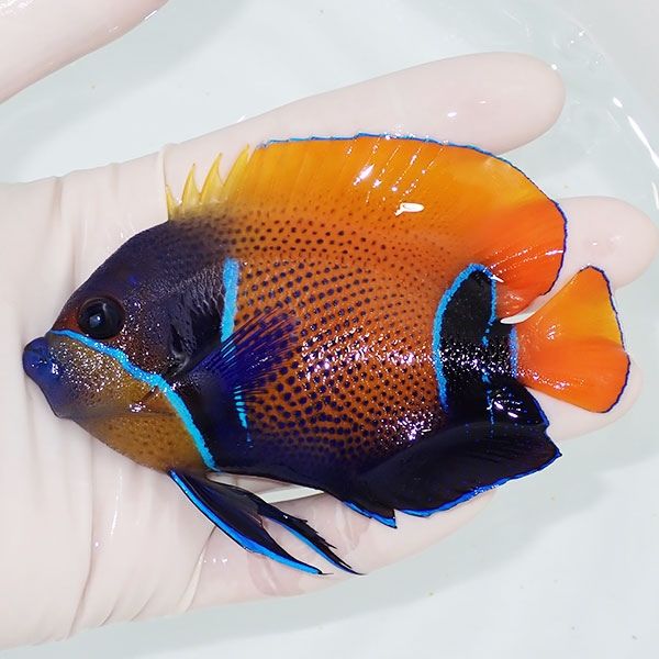 【現物9】イナズマヤッコ 10cm± ! 海水魚 ヤッコ 15時までのご注文で当...