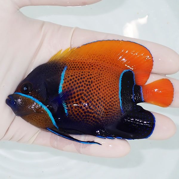 【現物10】イナズマヤッコ 10cm± ! 海水魚 ヤッコ 15時までのご注文で当...