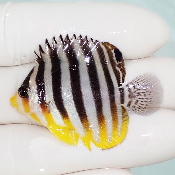 【現物1】saleシマヤッコ 4.5cm±! 海水魚 生体 15時までのご注文で当日...