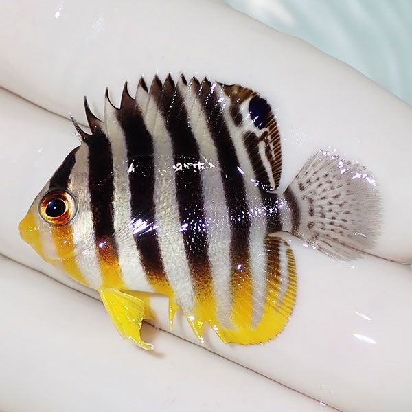 【現物2】sale シマヤッコ 4cm±! 海水魚 生体 15時までのご注文で当日発...