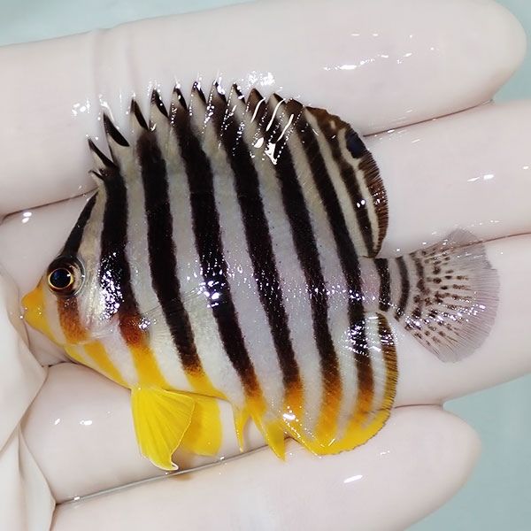 【現物8】sale シマヤッコ 5.5cm±! 海水魚 生体 15時までのご注文で当日...