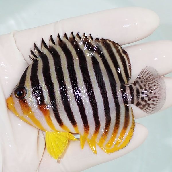 【現物13】sale シマヤッコ 8cm±! 海水魚 生体 15時までのご注文で当日...