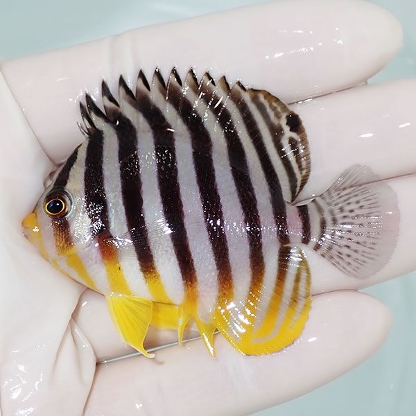 【現物11】sale シマヤッコ 6.5cm±! 海水魚 生体 15時までのご注文で当...