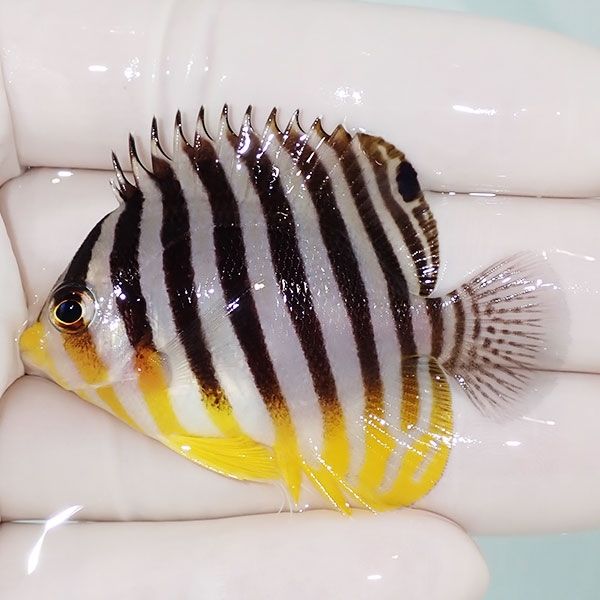 【現物6】sale シマヤッコ 5cm±! 海水魚 生体 15時までのご注文で当日発...