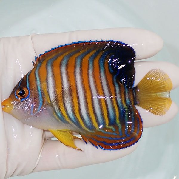 【現物1】ニシキヤッコ 9cm±!海水魚 ヤッコ15時までのご注文で当日発送(...