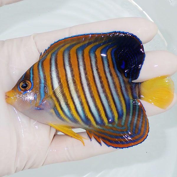 【現物2】ニシキヤッコ 9.5cm±!海水魚 ヤッコ15時までのご注文で当日発...