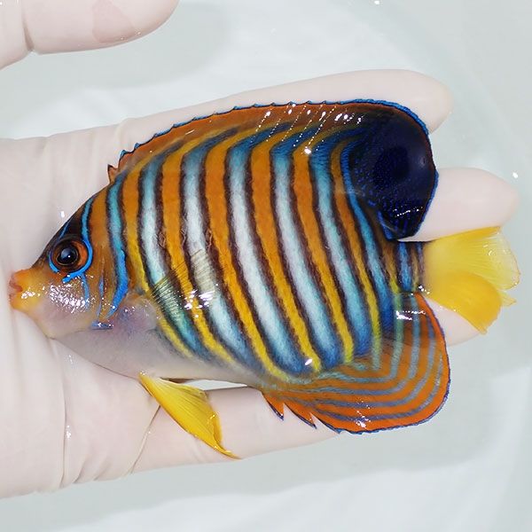 【現物3】ニシキヤッコ 11cm±!海水魚 ヤッコ15時までのご注文で当日発送...