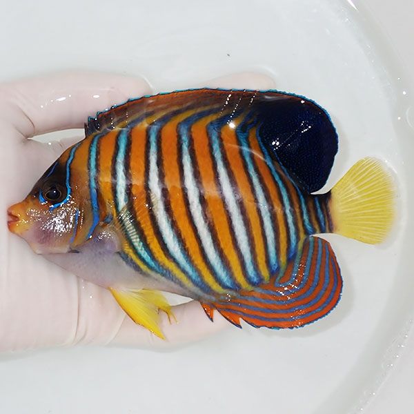 【現物4】ニシキヤッコ 15cm±!海水魚 ヤッコ15時までのご注文で当日発送...