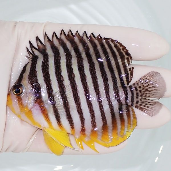 【現物14】sale シマヤッコ 9cm±! 海水魚 生体 15時までのご注文で当日...