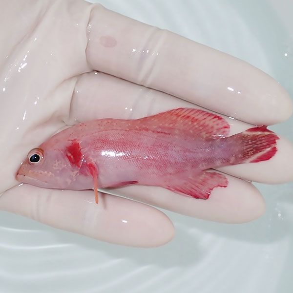 【現物1】顔にスレ有り ニジハタ 8.5cm± !海水魚 ハタ 餌付け 15時まで...