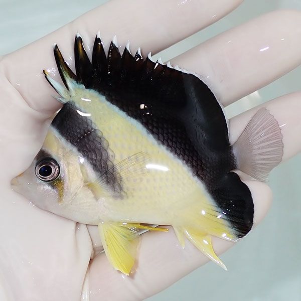 【現物8】バーゲスバタフライ 7.5cm±! 海水魚 チョウチョウウオ 15時ま...