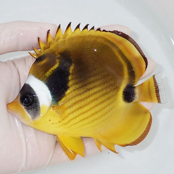 【現物】チョウハン 11cm±!チョウチョウウオ 海水魚 生体 15時までのご...