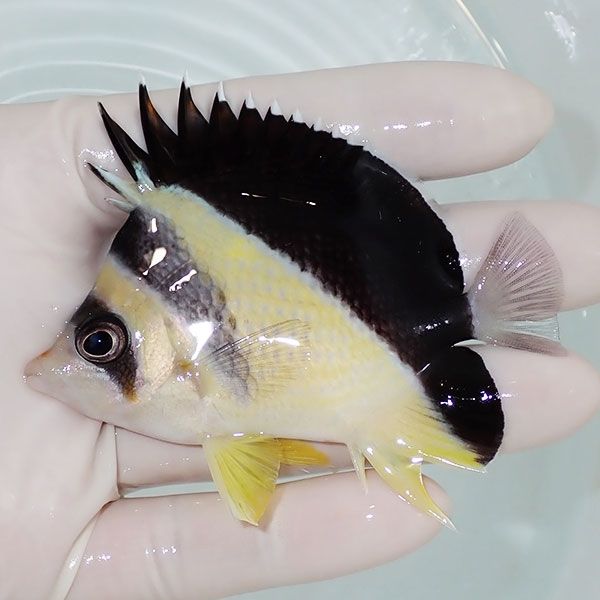 【現物9】バーゲスバタフライ 8cm±! 海水魚 チョウチョウウオ 15時まで...