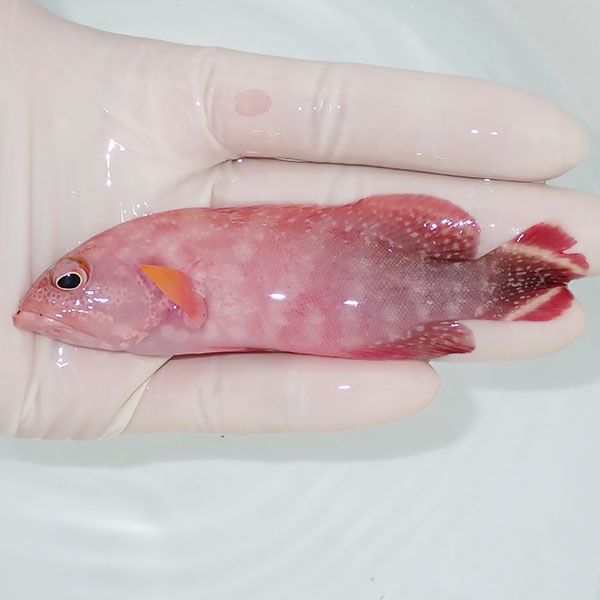 【現物3】ニジハタ 10.5cm± !海水魚 生体 15時までのご注文で当日発送(t...