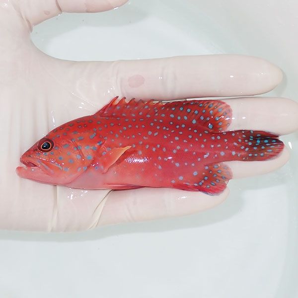 【現物1】ユカタハタ 11.5cm± !海水魚 生体 15時までのご注文で当日発送...