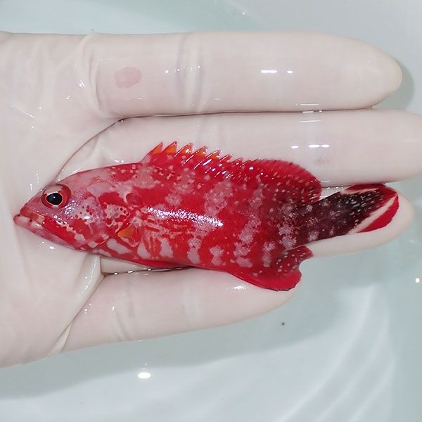 【現物2】ニジハタ 9cm± !ハタ 海水魚 生体 15時までのご注文で当日発送...