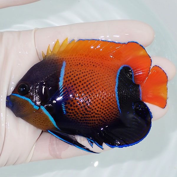 【現物5】冷凍ブラインOK イナズマヤッコ 9.5cm± ! 海水魚 ヤッコ 15時...