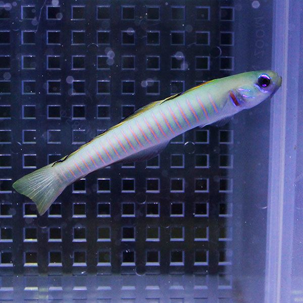 ゼブラハゼ 7-9cm±! 海水魚 ハゼ 餌付け 15時までのご注文で当日発送(t121