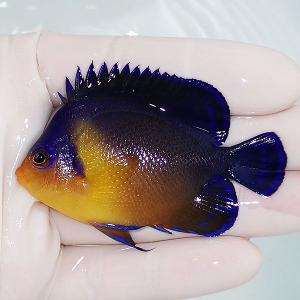 【現物1】スミレヤッコ 6.5cm±! 海水魚 ヤッコ 15時までのご注文で当日...