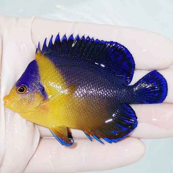 【現物2】スミレヤッコ 7cm±! 海水魚 ヤッコ 15時までのご注文で当日発...