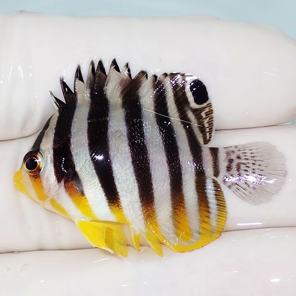 【現物21】背鰭奇形 シマヤッコ 4cm±! 海水魚 生体 15時までのご注文で...