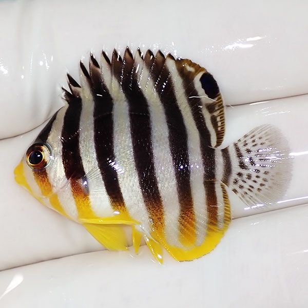 【現物22】sale シマヤッコ 3.5cm±! 海水魚 生体 15時までのご注文で当...