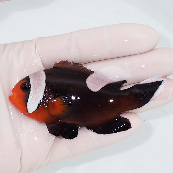 【現物1】トウアカクマノミ 9cm± ! wild 海水魚 クマノミ(t111(t207