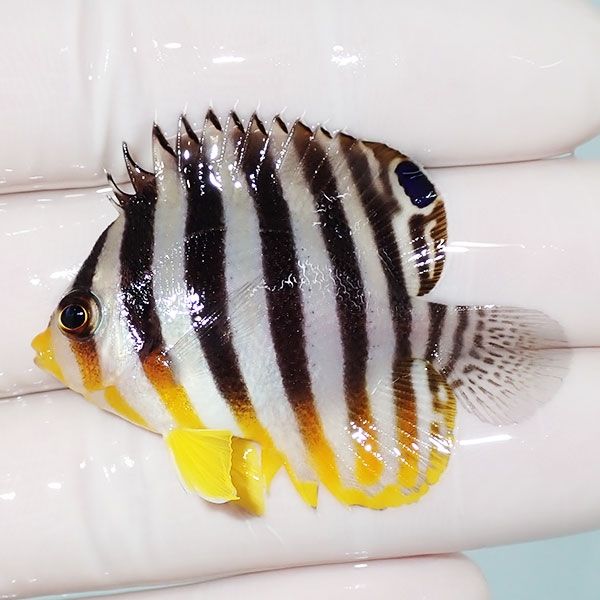 【現物26】sale シマヤッコ 4.5cm±! 海水魚 生体 15時までのご注文で当...