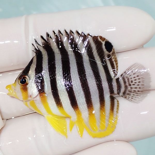 【現物27】sale シマヤッコ 5cm±! 海水魚 生体 15時までのご注文で当日...