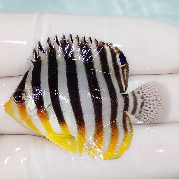 【現物28】sale シマヤッコ 4.5cm±! 海水魚 生体 15時までのご注文で当...