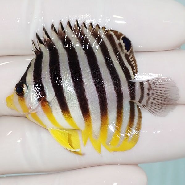 【現物30】sale シマヤッコ 5cm±! 海水魚 生体 15時までのご注文で当日...