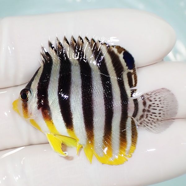 【現物31】sale シマヤッコ 4.5cm±! 海水魚 生体 15時までのご注文で当...