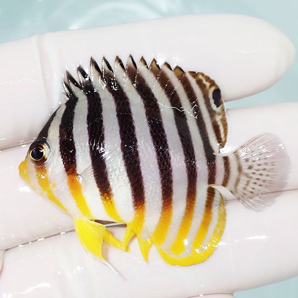 【現物32】sale シマヤッコ 5cm±! 海水魚 生体 15時までのご注文で当日...