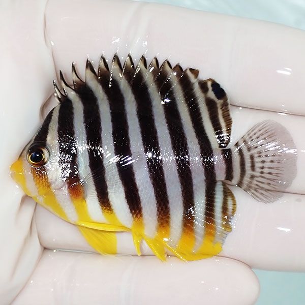 【現物33】sale シマヤッコ 6cm±! 海水魚 生体 15時までのご注文で当日...