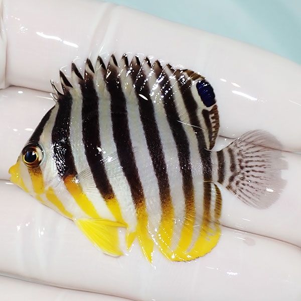 【現物34】sale シマヤッコ 5cm±! 海水魚 生体 15時までのご注文で当日...