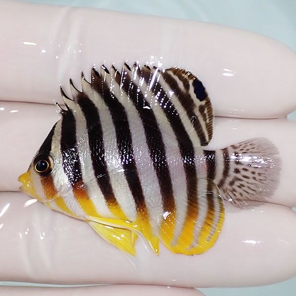 【現物35】sale シマヤッコ 5cm±! 海水魚 生体 15時までのご注文で当日...