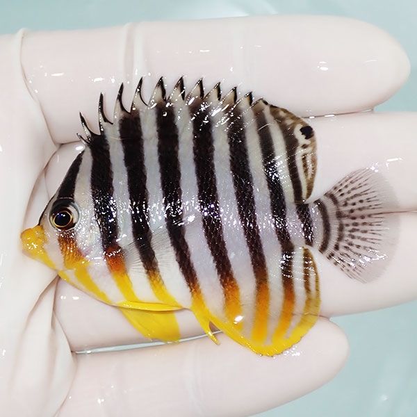 【現物36】sale シマヤッコ 6cm±! 海水魚 生体 15時までのご注文で当日...